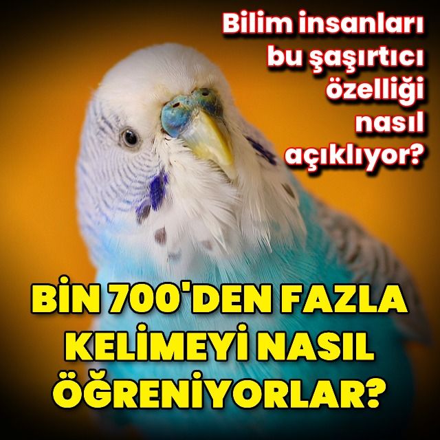 1700 Kelime Bilen Kuşlar! Papağanların İnsan Gibi Konuşma Sırrı...