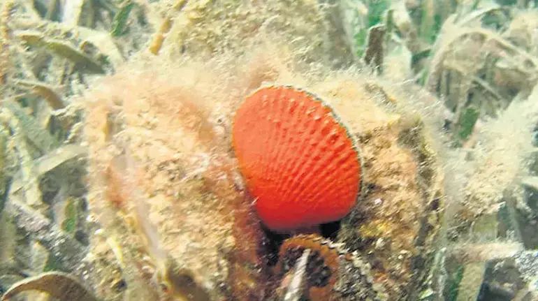 Denizlerin Ayağı Kesiliyor: Deniz Çayırları Turizme Kurban!