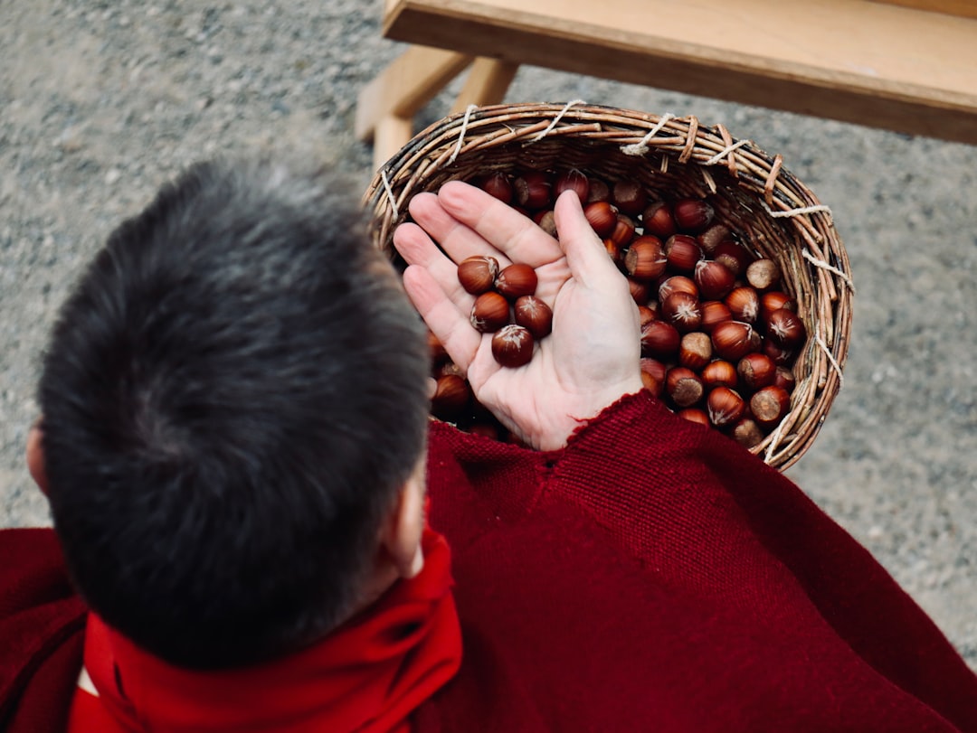 Turkish hazelnut orchard
