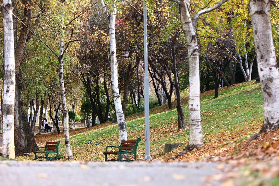 Ankara'nın Yeşil Renkli Misafirleri: Seğmenler Parkı Yeşil Papağanlarla Canlandı!
