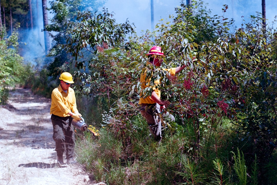 Ormanlık alanda arama çalışmaları