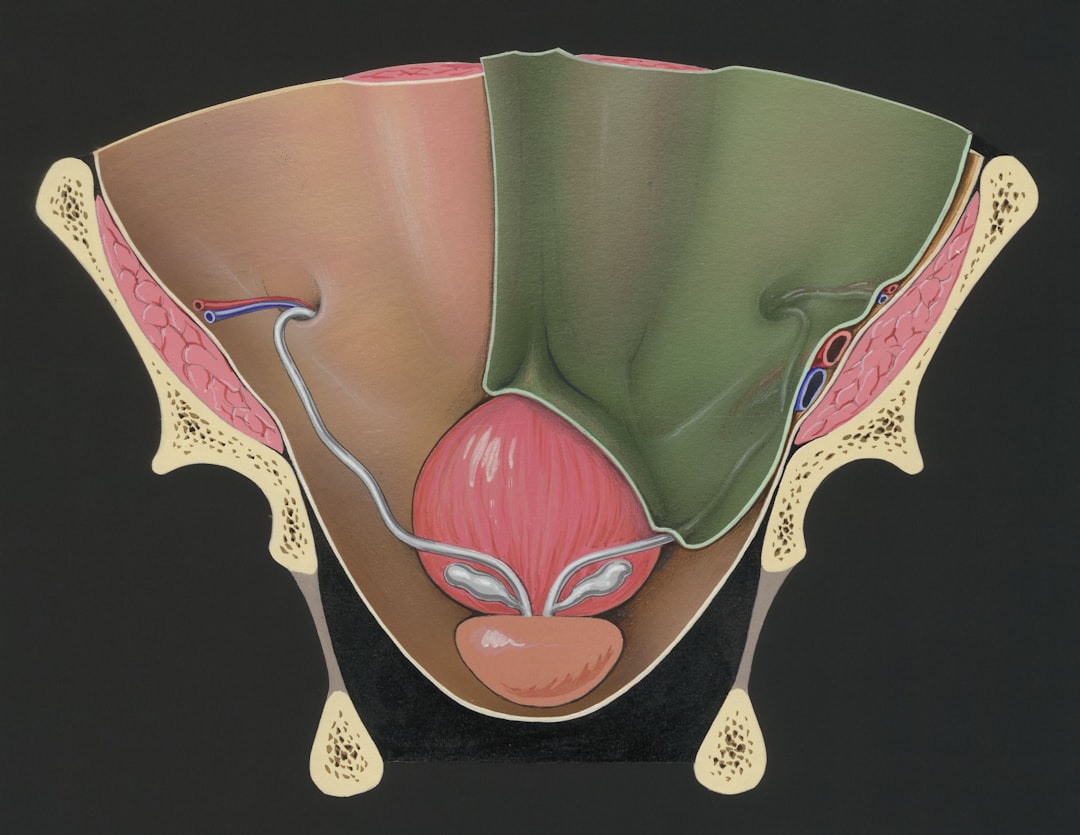 Female pelvic anatomy detailed illustration