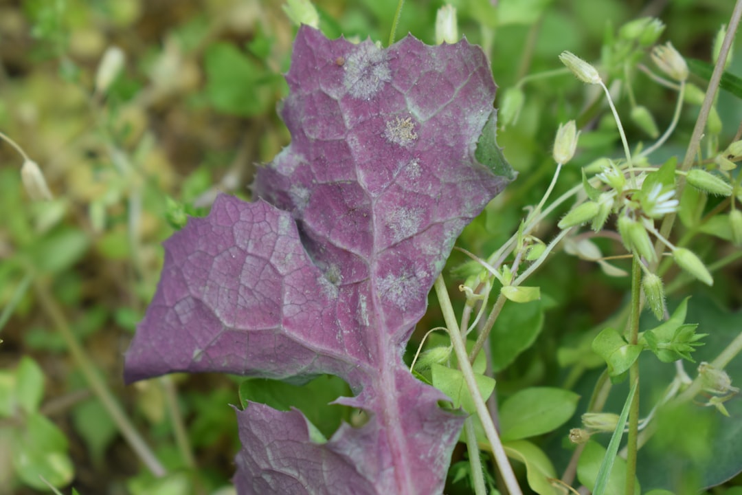 Toprağın Mor Yıldızı: Hayatınızı Değiştirecek Bitki Sırları!