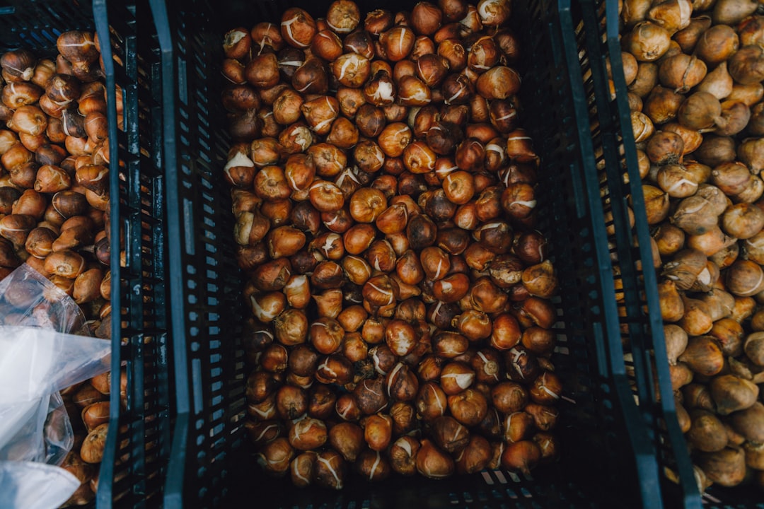 Hazelnut processing and packaging