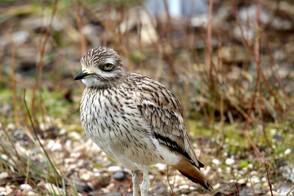 takkeli cılıbıt kuşu Gaziantep'te
