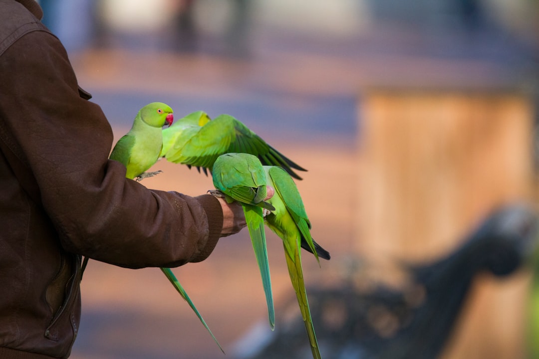 Ankara Seğmenler Parkı'nda yeşil papağanlar