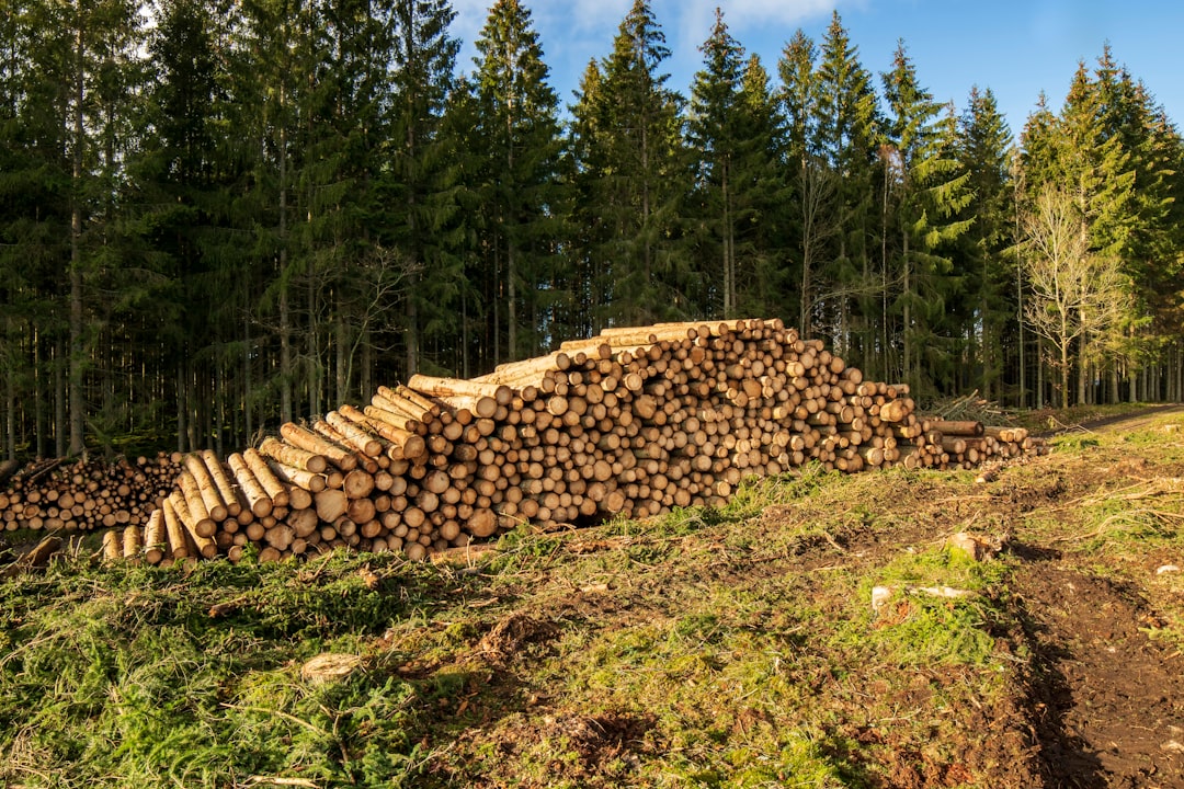Ormanlar Parça Parça Yok Oluyor! CHP’den Sert Uyarı