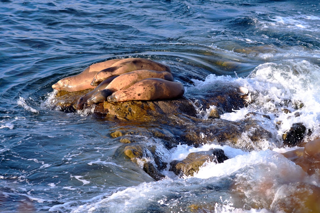 9 Metrelik Dev Balıklar Kıyıya Vurdu! Deprem Mi Geliyor?
