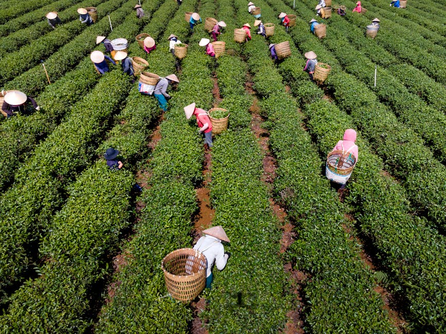 Rize'de çay üreticileri mitingi
