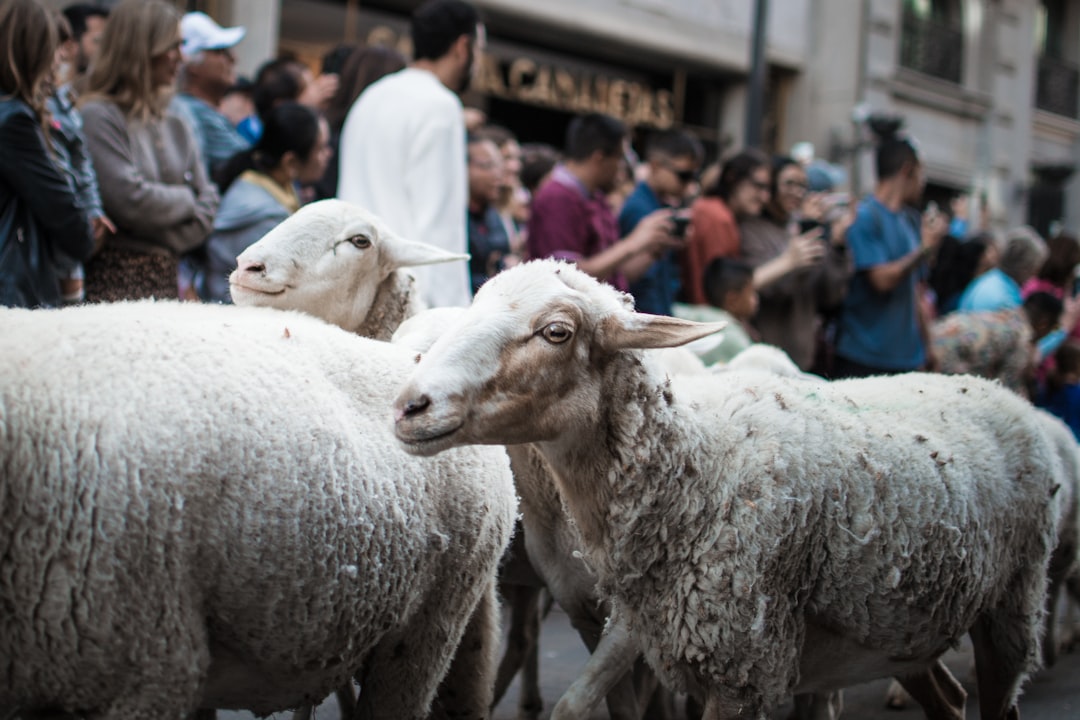 Hayvan hakları savunucularının protestosu