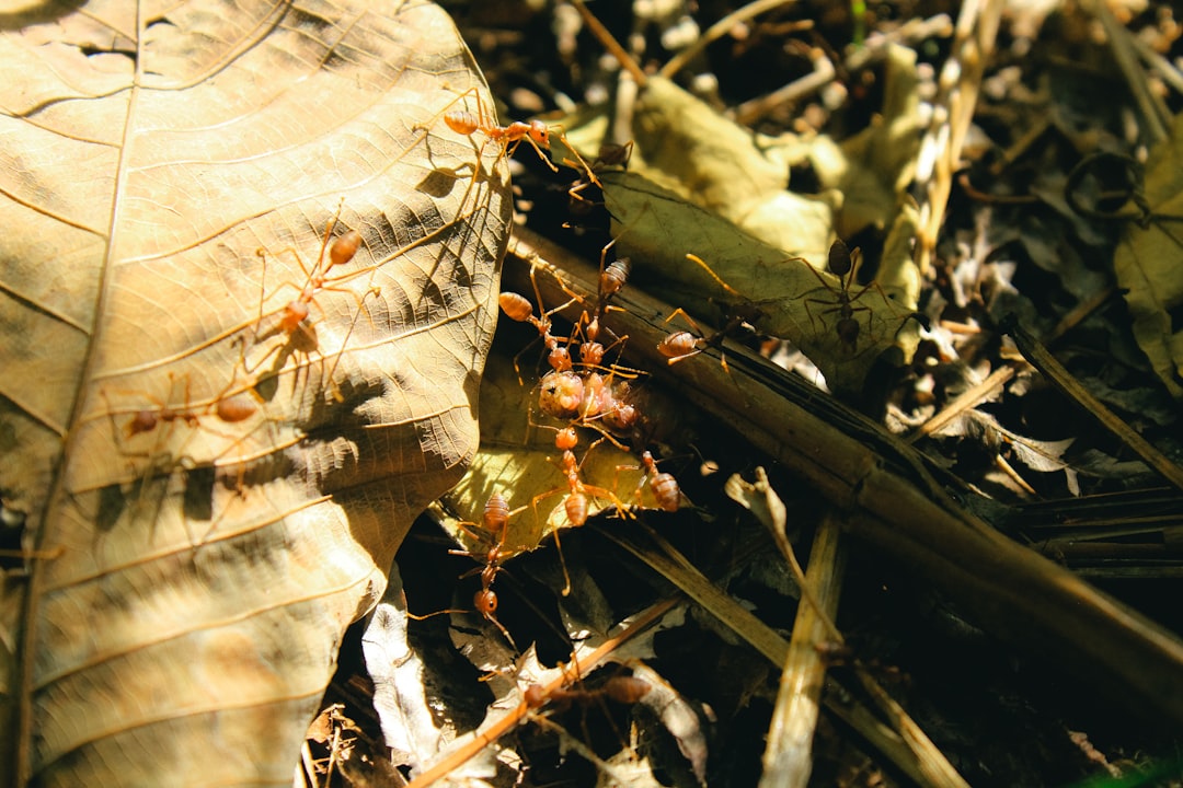 Kahverengi Kokarca Zararlısı